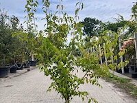 2x chinese esdoorn, acer tataricum ginnala, sierheester, ca. 150-175 cm hoog