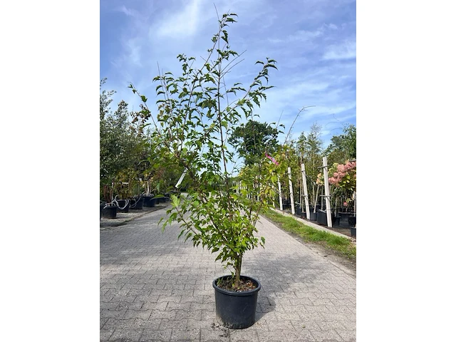 2x chinese esdoorn, acer tataricum ginnala, sierheester, ca. 150-175 cm hoog - afbeelding 2 van  2