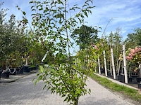 2x chinese esdoorn, acer tataricum ginnala, sierheester, ca. 150-175 cm hoog - afbeelding 2 van  2