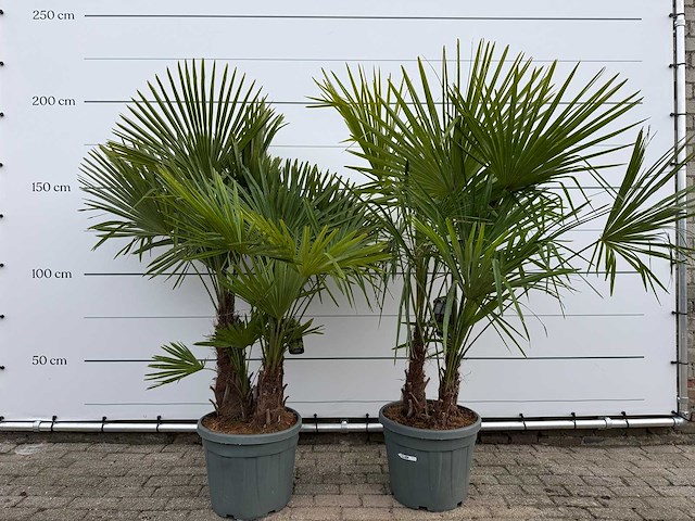 2x chinese waaierpalm driedubbele stam - trachycarpus fortunei - hoogte ca. 180 cm - afbeelding 1 van  3