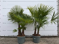 2x chinese waaierpalm driedubbele stam - trachycarpus fortunei - hoogte ca. 180 cm - afbeelding 1 van  3