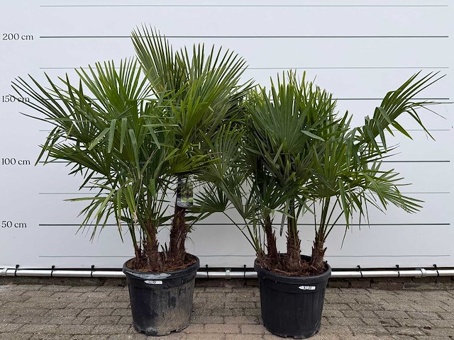 2x chinese waaierpalm driedubbele stam - trachycarpus fortunei - hoogte ca. 180 cm - afbeelding 1 van  3