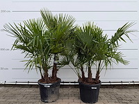 2x chinese waaierpalm driedubbele stam - trachycarpus fortunei - hoogte ca. 180 cm - afbeelding 1 van  3