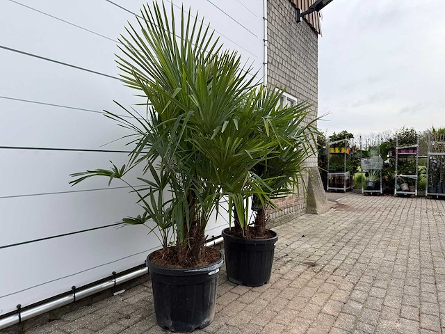 2x chinese waaierpalm driedubbele stam - trachycarpus fortunei - hoogte ca. 180 cm - afbeelding 3 van  3