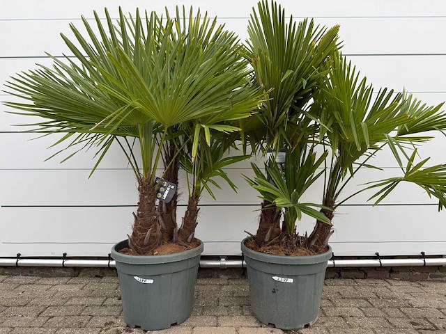 2x chinese waaierpalm driedubbele stam - trachycarpus fortunei - hoogte ca. 180 cm - afbeelding 1 van  2