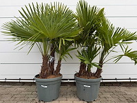 2x chinese waaierpalm driedubbele stam - trachycarpus fortunei - hoogte ca. 180 cm - afbeelding 1 van  2