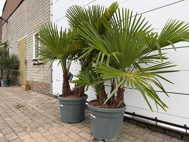 2x chinese waaierpalm driedubbele stam - trachycarpus fortunei - hoogte ca. 180 cm - afbeelding 2 van  2