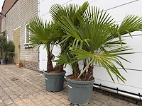 2x chinese waaierpalm driedubbele stam - trachycarpus fortunei - hoogte ca. 180 cm - afbeelding 2 van  2