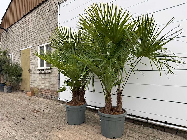 2x chinese waaierpalm driedubbele stam - trachycarpus fortunei - hoogte ca. 200 cm - afbeelding 1 van  2