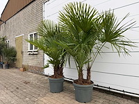 2x chinese waaierpalm driedubbele stam - trachycarpus fortunei - hoogte ca. 200 cm - afbeelding 1 van  2