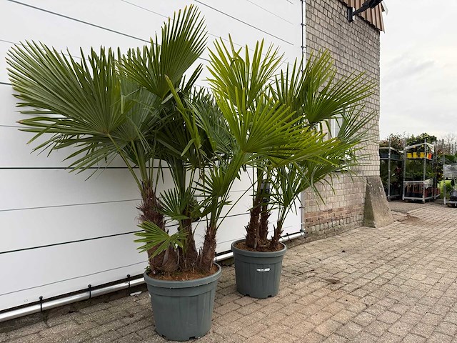 2x chinese waaierpalm driedubbele stam - trachycarpus fortunei - hoogte ca. 200 cm - afbeelding 2 van  2