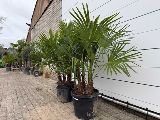 2x chinese waaierpalm driedubbele stam - trachycarpus fortunei - hoogte ca. 200 cm - afbeelding 1 van  2