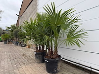 2x chinese waaierpalm driedubbele stam - trachycarpus fortunei - hoogte ca. 200 cm - afbeelding 1 van  2