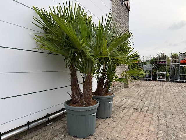 2x chinese waaierpalm driedubbele stam - trachycarpus fortunei - hoogte ca. 200 cm - afbeelding 3 van  3