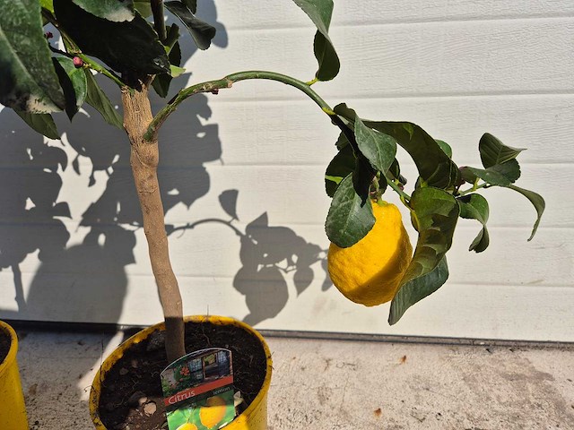 2x citroenboom - citrus limon - hoogte ca. 60 cm - afbeelding 3 van  5