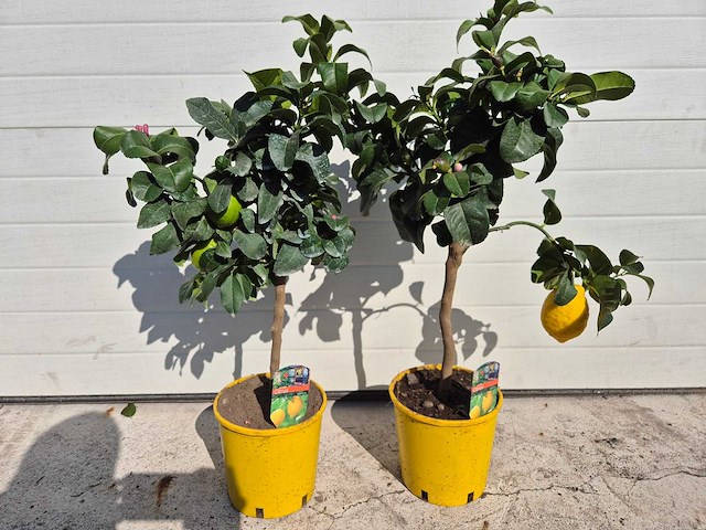2x citroenboom - citrus limon - hoogte ca. 60 cm - afbeelding 4 van  5