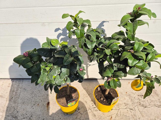 2x citroenboom - citrus limon - hoogte ca. 60 cm - afbeelding 5 van  5