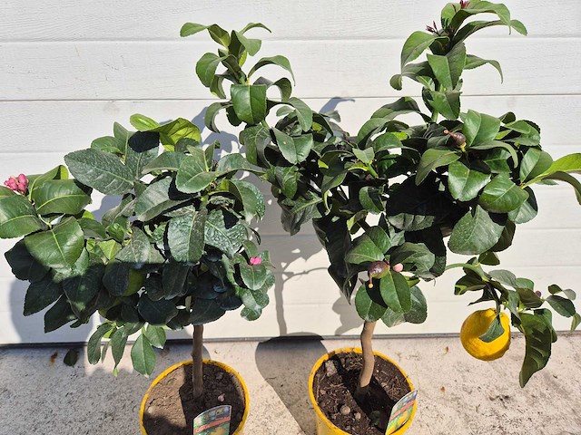 2x citroenboom - citrus limon - hoogte ca. 70 cm - afbeelding 2 van  5