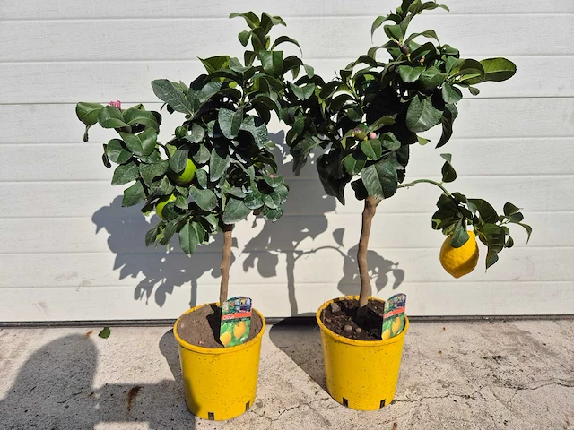 2x citroenboom - citrus limon - hoogte ca. 70 cm - afbeelding 1 van  5