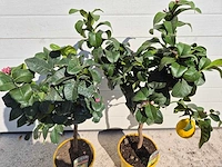 2x citroenboom - citrus limon - hoogte ca. 70 cm - afbeelding 2 van  5