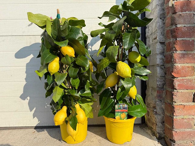 2x citroenboom piramide - citrus limon - hoogte ca. 60 cm - afbeelding 2 van  4
