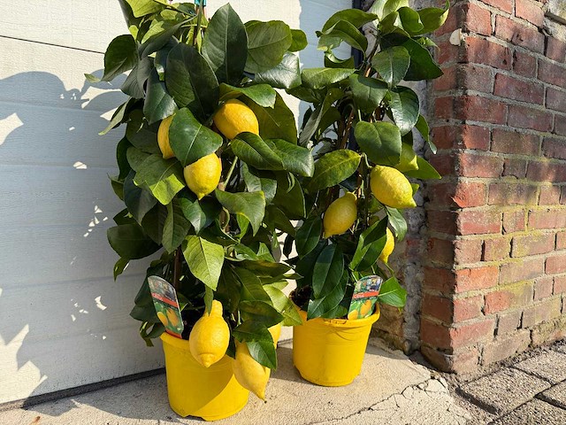 2x citroenboom piramide - citrus limon - hoogte ca. 60 cm - afbeelding 3 van  4