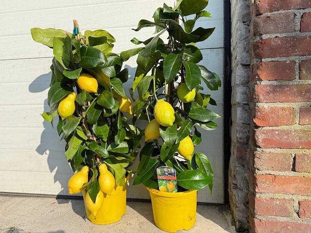2x citroenboom piramide - citrus limon - hoogte ca. 60 cm - afbeelding 4 van  4