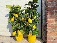 2x citroenboom piramide - citrus limon - hoogte ca. 60 cm - afbeelding 4 van  4