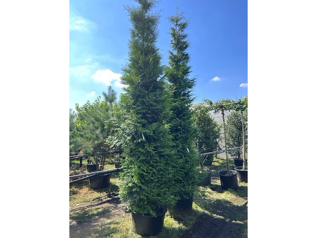 2x conifeer, thuja 'gelderland', haagplant, wintergroen, ca. 400-450 cm hoog - afbeelding 1 van  2