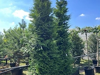 2x conifeer, thuja 'gelderland', haagplant, wintergroen, ca. 400-450 cm hoog