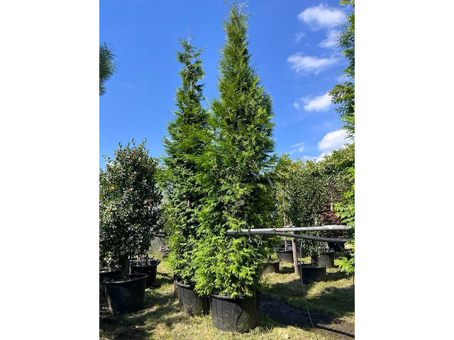 2x conifeer, thuja 'gelderland', haagplant, wintergroen, ca. 400-450 cm hoog - afbeelding 2 van  2