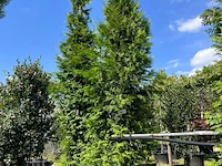 2x conifeer, thuja 'gelderland', haagplant, wintergroen, ca. 400-450 cm hoog - afbeelding 2 van  2