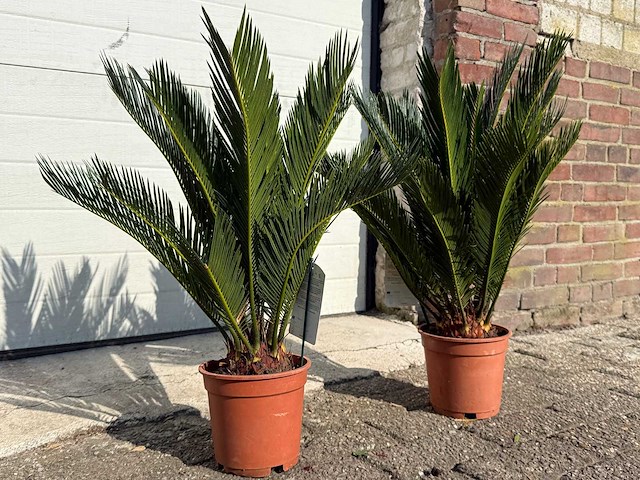 2x cycas - cycas revoluta - hoogte ca. 50 cm - afbeelding 2 van  3