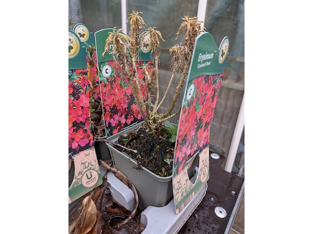 2x deense kar met diverse planten in pot - afbeelding 2 van  62