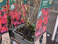 2x deense kar met diverse planten in pot - afbeelding 2 van  62
