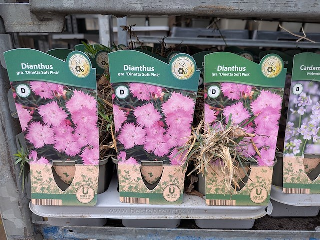 2x deense kar met diverse planten in pot - afbeelding 3 van  62