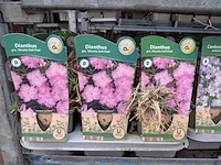 2x deense kar met diverse planten in pot - afbeelding 3 van  62