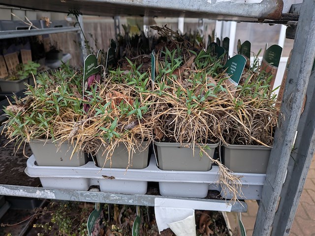 2x deense kar met diverse planten in pot - afbeelding 4 van  62