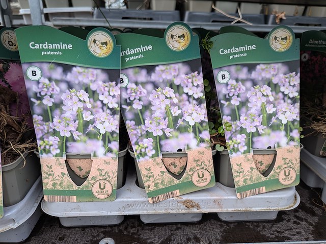 2x deense kar met diverse planten in pot - afbeelding 5 van  62