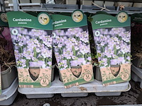 2x deense kar met diverse planten in pot - afbeelding 5 van  62