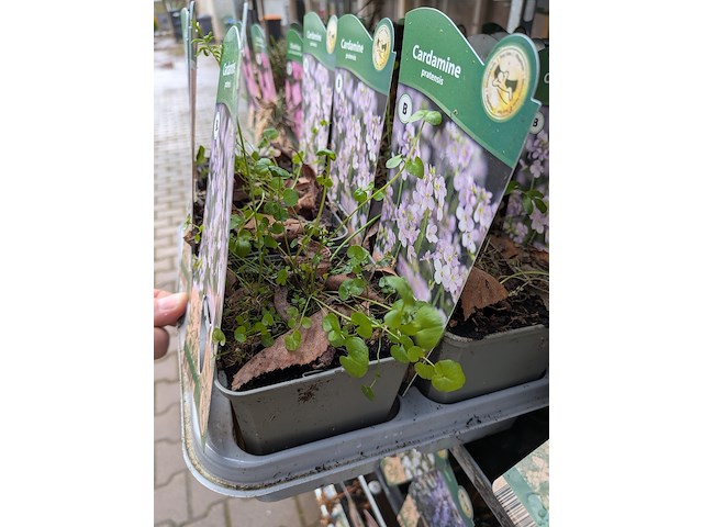 2x deense kar met diverse planten in pot - afbeelding 6 van  62