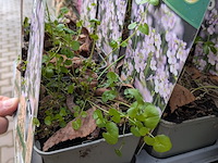 2x deense kar met diverse planten in pot - afbeelding 6 van  62