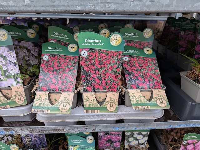 2x deense kar met diverse planten in pot - afbeelding 7 van  62