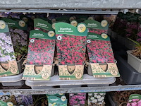 2x deense kar met diverse planten in pot - afbeelding 7 van  62