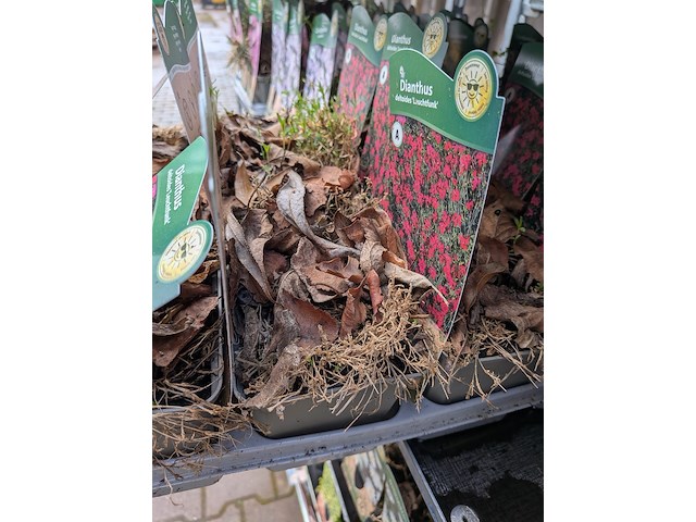 2x deense kar met diverse planten in pot - afbeelding 8 van  62