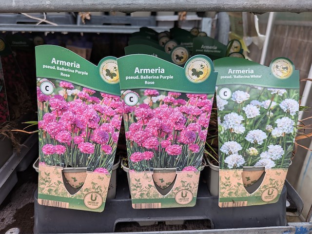 2x deense kar met diverse planten in pot - afbeelding 9 van  62