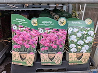 2x deense kar met diverse planten in pot - afbeelding 9 van  62