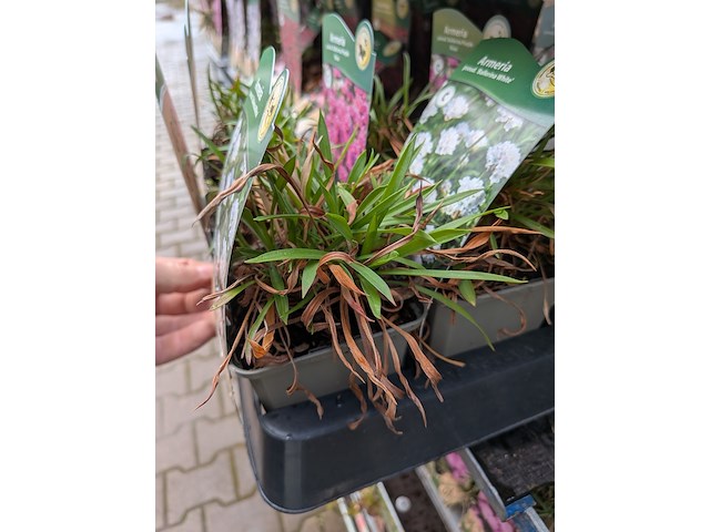 2x deense kar met diverse planten in pot - afbeelding 10 van  62