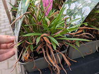 2x deense kar met diverse planten in pot - afbeelding 10 van  62