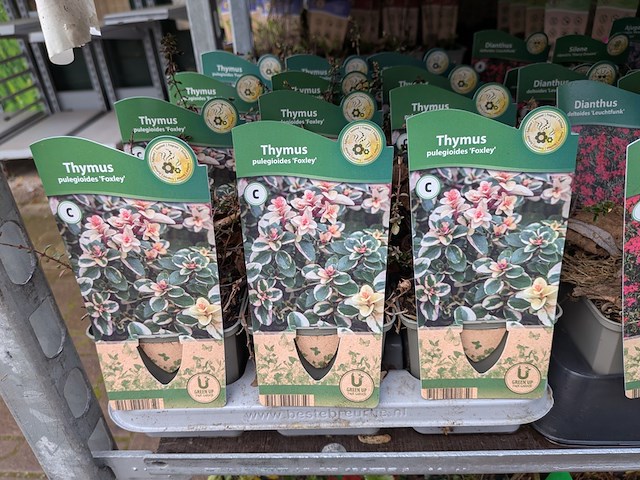 2x deense kar met diverse planten in pot - afbeelding 11 van  62